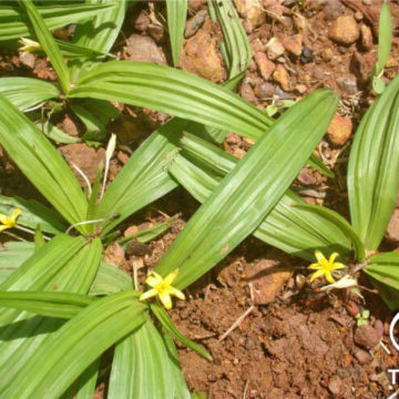 Psychotria balansae